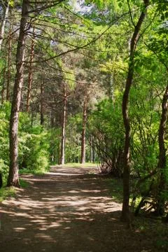 Fairy forest Stock Photos