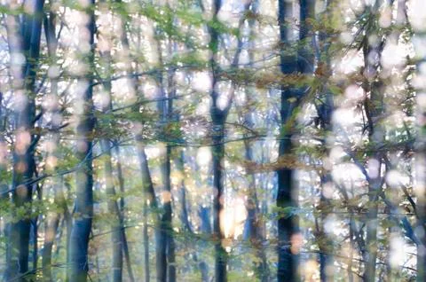 Fairy forest Stockfoto's
