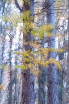 Fairy forest Foto stock