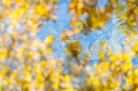 Fairy forest Foto stock