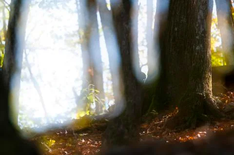 Fairy forest Stockfoto's