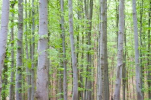 Fairy forest Stockfoto's