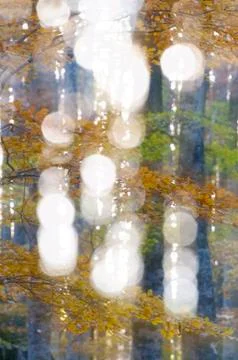 Fairy forest Foto stock