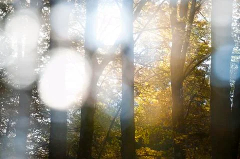 Fairy forest Stockfoto's