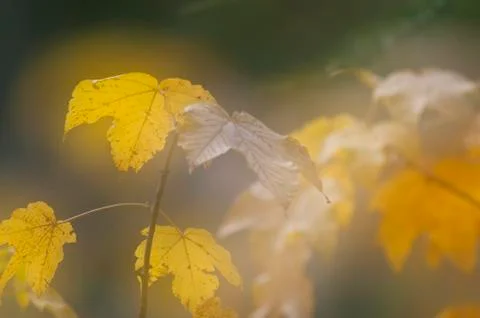 Fairy forest Foto stock