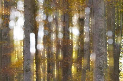Fairy forest Foto stock