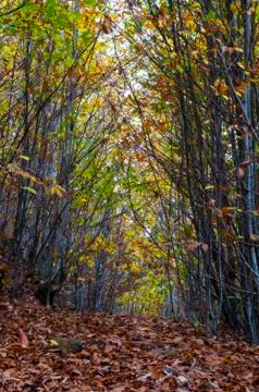 Fairy forest Stockfoto's
