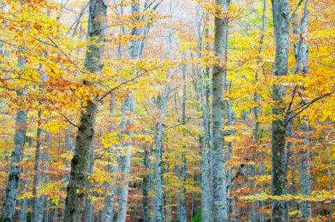 Fairy forest Foto stock