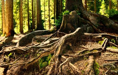Fairy forest 스톡 사진