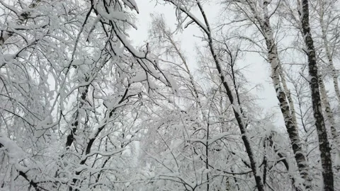 Fairy forest with snow on the trees. Stock Footage 168703232