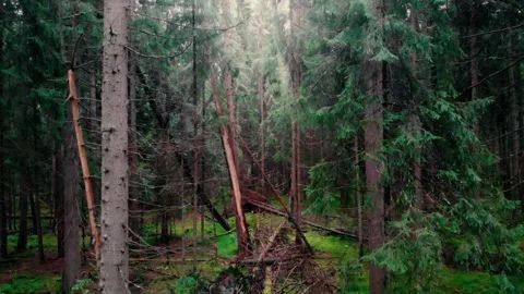 Fairy Forest view Stock Footage 256573836