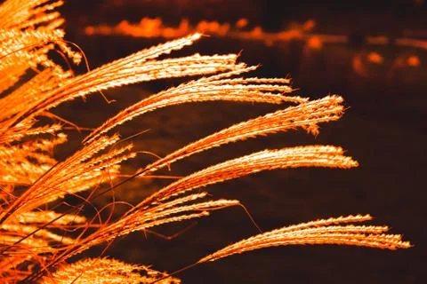 Fairy grass at night. Stock Photos