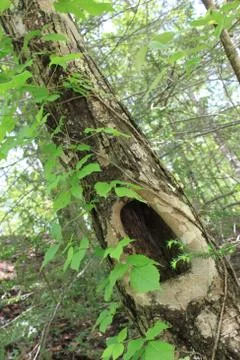 Fairy Home: Forest Tree Stock Photos