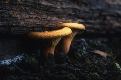 Fairy magic mushrooms Stock Photos