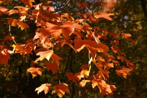 Fairy maple tree fall foliage Stock Photos