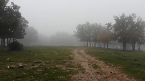 Fairy misty forest 2 Stock Footage 98082355