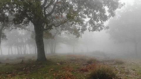 Fairy misty forest 3 Stock Footage 98082341