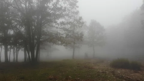 Fairy misty forest 4 Stock Footage 98082332