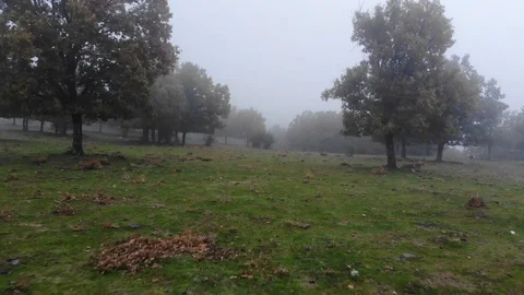 Fairy misty forest 5 Stock Footage 98133581