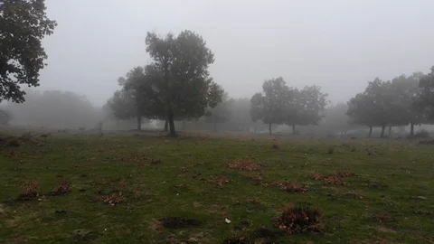 Fairy misty forest 6 Stock Footage 98133569