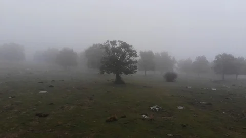 Fairy misty forest 7 Stock Footage 98133542