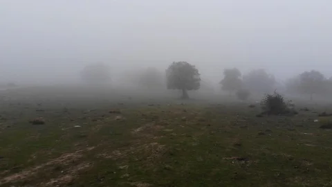 Fairy misty forest 8 Stock Footage 98133547