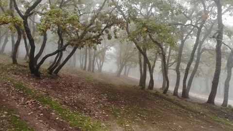 Fairy misty forest Stock Footage 98082369
