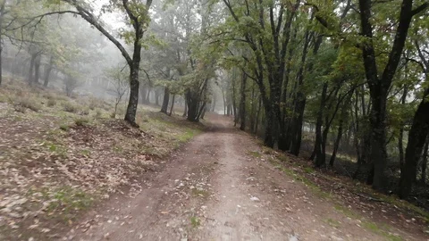 Fairy misty road 2 Stock Footage 98082360