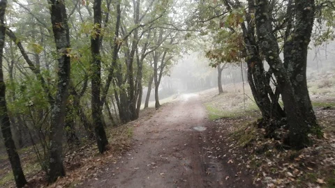 Fairy misty road Stock Footage 98082489