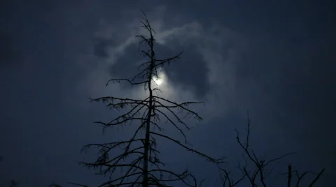 Fairy moon and dead tree Stock Footage 53889931