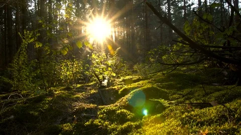 Fairy moss in a deciduous forest . Sun skipping through the trees on sunset Vidéo 82039809
