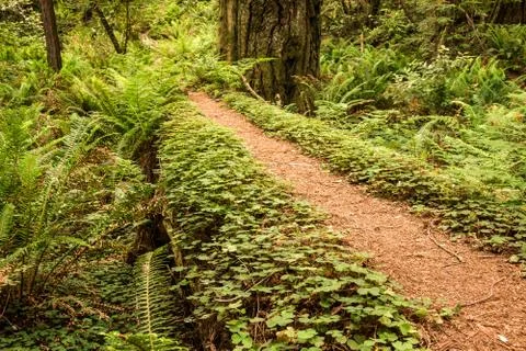 Fairy Pathway Stock Photos