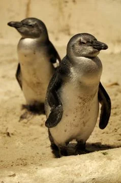 Fairy penguins Stock Photos
