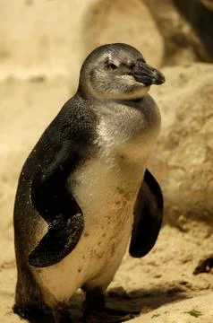 Fairy penguins Stock Photos