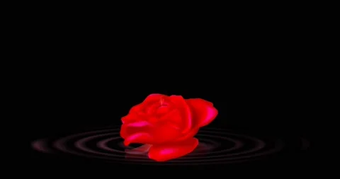 Fairy of the red rose Video stock 154394530