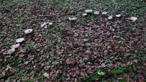Fairy ring, mushroom circle in a primary forest Видео 142505715