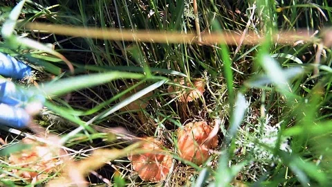 Fairy-ring mushroom Stock Footage 88261788