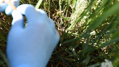 Fairy-ring mushroom Stock Footage 88262474