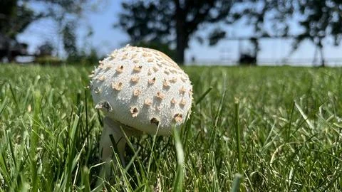 Fairy Ring Mushroom Stock Photos