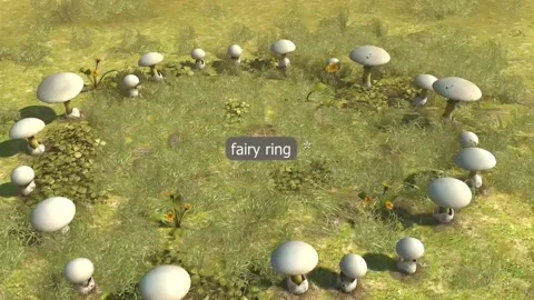 Fairy ring of mushrooms Stock Footage 282127204