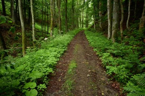 Fairy road Stock Photos