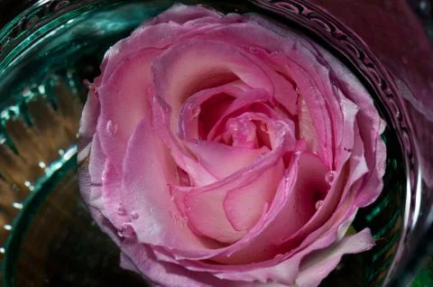 Fairy rose Stock Photos
