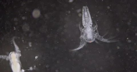 Fairy shrimp development stage black background Stock Footage 135670733
