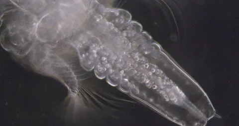 Fairy shrimp development stage black background abdominal segments Stock Footage 135671447