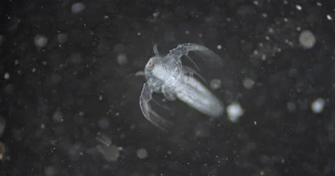 Fairy shrimp, one eye  development stage, black background medium close. Stock Footage 135670884