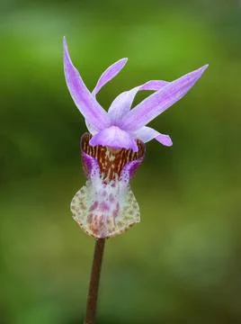 Fairy slipper Orchid, AKA Calypso orchid, Deers-head orchid (Calyso bulbo.. Stock Photos
