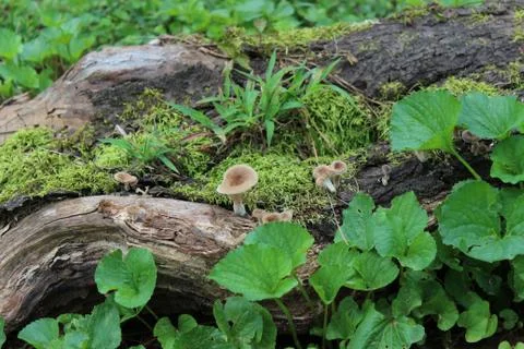 Fairy Stump 写真素材