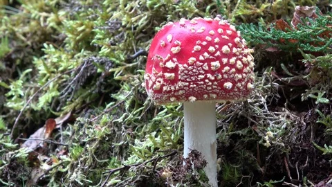 Fairy-tale fly agaric in the forest, Amanita muscaria, autumn Stock Footage 118464656
