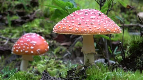 Fairy-tale fly agaric in the forest, Amanita muscaria, autumn Stock Footage 118464792