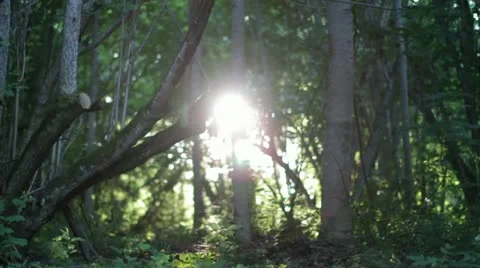 Fairy tale forest Stock Footage 11297725